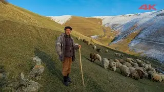 Sheep Herding in the Deserted Plateau | Documentary ▫️4K▫️