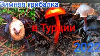 Грибы зимой в Турции