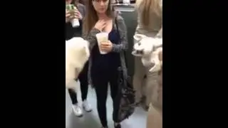 dogs fighting over girls