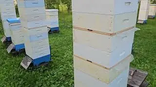 Главный взяток ещё продолжается