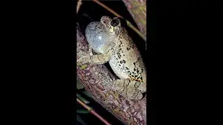 Gray Treefrog #shorts