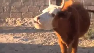 Mad cow disease