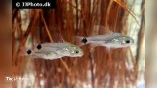 PYGMY CONYDORAS FISH.