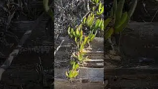 Green January by the sea 