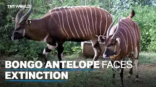 Fewer bongos remain due to unrestricted poaching, hunting