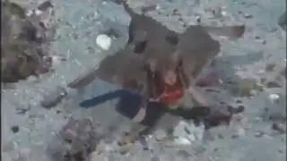 Kırmızı Dudaklı Yarasa Balığı Nedir
