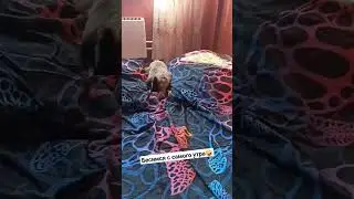 давно нас здесь не было))) #коты #котики #приколысживотными #доброеутро