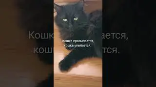 Кошка просыпается, кошка улыбается.