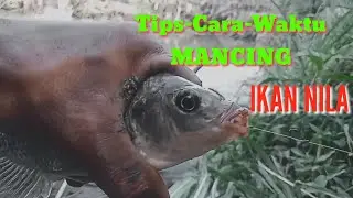 PENJELASAN LENGKAP CARA DAN WAKTU YANG TEPAT  MEMANCING IKAN NILA