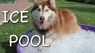 Giving my dogs an ICE POOL in a PUBLIC PARK
