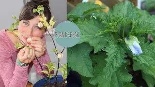 Nicandra physalodes- blue physalis/shoo fly plant/apple of peru/poisonberry/white fly insecticide