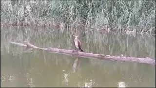 бесстрашный баклан на Северском Донце