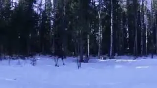 Выпуск лосят