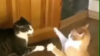Ору с этих котов!😹😹😹