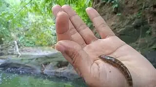 SARANG BABON UCENG!! TARIKANNYA BIKIN KETAGIHAN #mancingdisungai #ucengmania