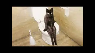 Funny cats