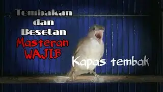 Kapas tembak gacor untuk masteran dan pancingan