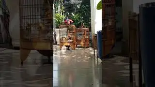 Họa mi quạt cánh