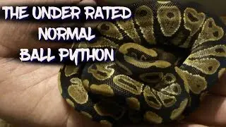 The Underrated Normal Ball Python