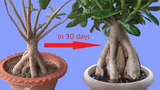 How to Make Thick Canopy of Adenium Bonsai in 30 days
