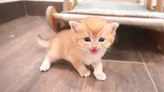 Kitten Guitar ran after me, wagging his tail and meowing. So cute!