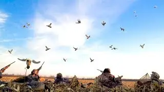 5 MAN LIMIT!!! Mallard Duck Hunting in Corn Field 2017