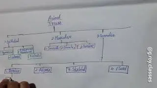 Animal tissue #flowchart
