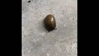 Millipede 😊#nature #subscribe #milipede