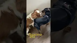 Батл Собак Кошек. Новое видео. Цвергпин.Смешное. #цвергпинчер #рекомендации #лайк #новоевидео