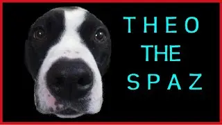 Theo the Spaz - Funny Dog Video - Dog Reaction to musical toy - #FunnyAnimals, #funny #Dogs