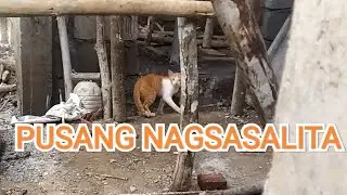 PUSANG NAG SASALITA | AYAW DAW NYA! | aop TV