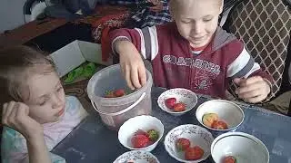ЯРОСЛАВЛЬ ДЕРЕВЕНСКАЯ ЖИЗНЬ МНОГОДЕТНАЯ БАБУШКА СОБИРАЕМ КЛУБНИКУ
