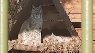 Рыси Тимка и Ева отдыхают в тенёчке🐾🍃 ПАРК ЗЕМЛЯ ПРАЙДА 🌿