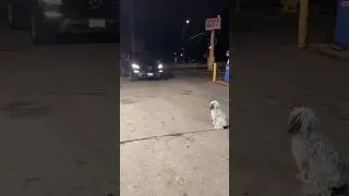 Ivan Ran Over A Dog?!?!😱 #shorts