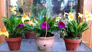 Orchids care and maintenance during the heating period. Masdevallia at home.