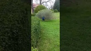 beautiful peacock's performance