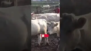 Mejora genética en ganado Charolais #charolais #shorts