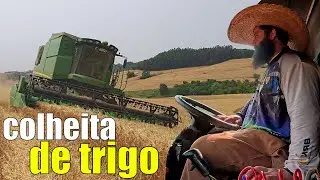 acompanhando a colheita de trigo na propriedade de um amigo