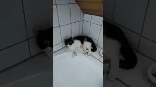 Relaxing on the bath, Masha cat