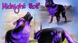 The Wolf - Showin off Midnight Wolf