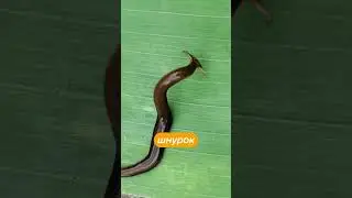 Never Touch That Hammer Worm 