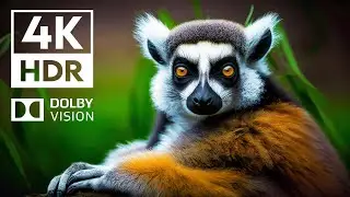 Dolby Vision 4K HDR Realm | with cinematic sounds (Animal Colorful Life)