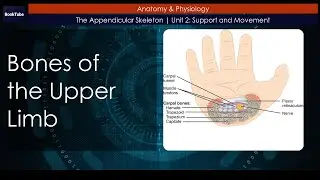 Bones of the Upper Limb | The Appendicular Skeleton | Unit 2: Support and Movement