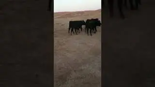Абзал бауырымыздың Ангус бұзаулары