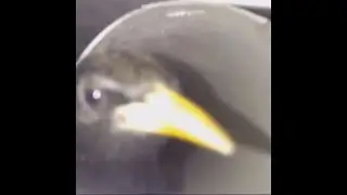 the bird