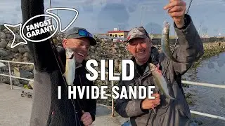 SILD I HVIDE SANDE // FANGSTGARANTI