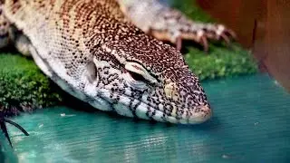 Striped lizard taking a bath