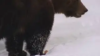 Вынес морковку и съел её отдельно