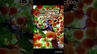 Всевышний Аллах говорит в Коране... #quran #ислам #коран #суры #аяты