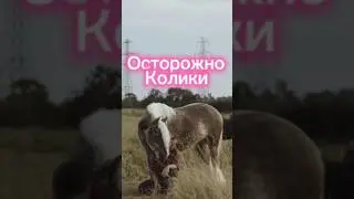 КОЛИКИ